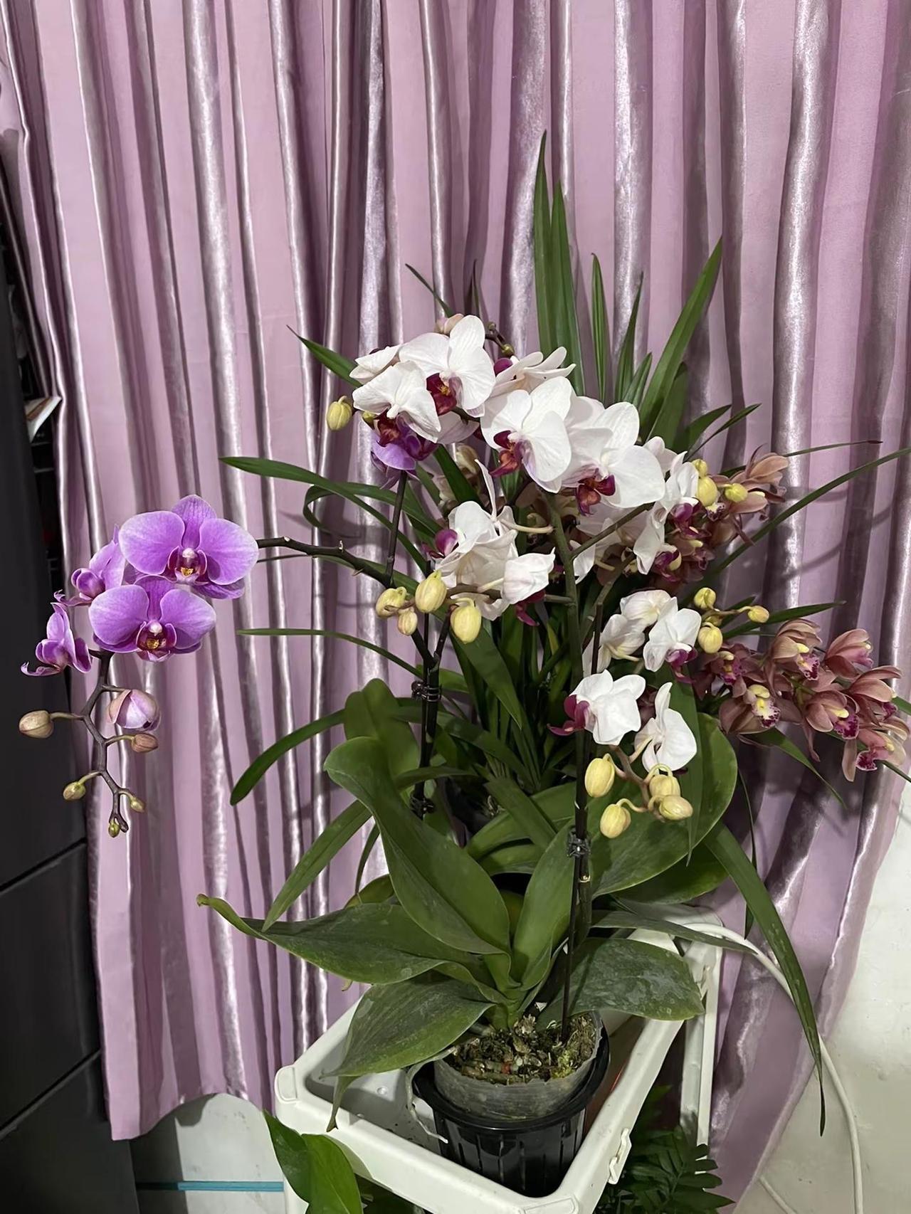 美丽的花朵鲜花蝴蝶兰大花惠兰大花惠兰养护漂亮吗？我会养花这算技能不？