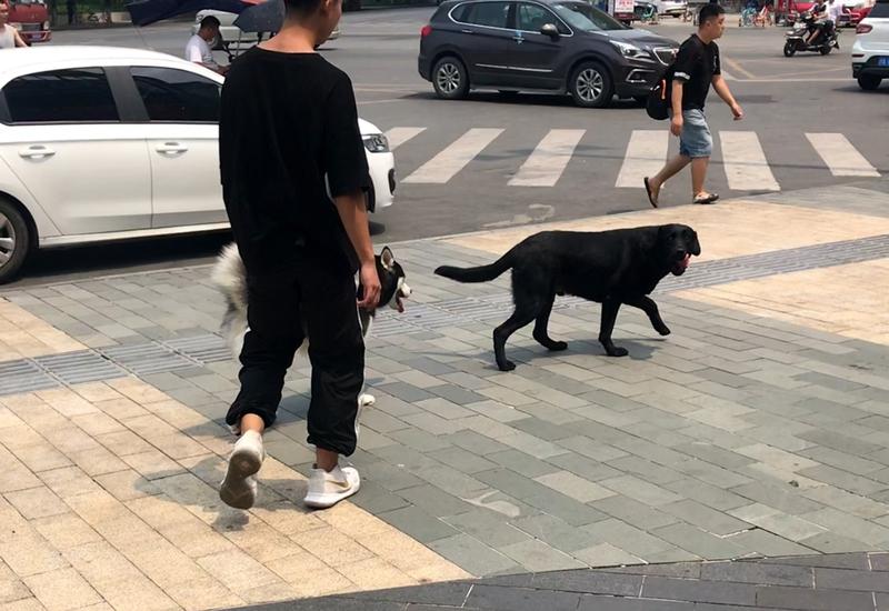 [墨镜][墨镜][墨镜]必须支持严惩不牵绳遛狗的主人！就说烟台那事儿，莱州市有个