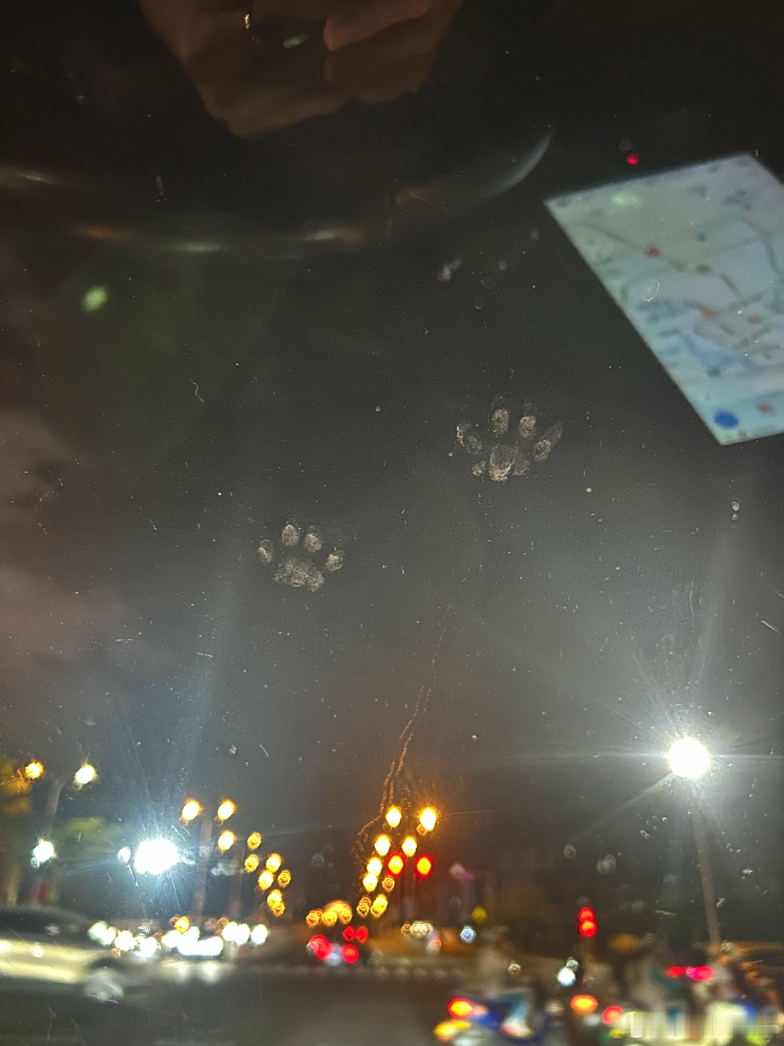 回礼哈基咪送我的小礼物[比心]​​​