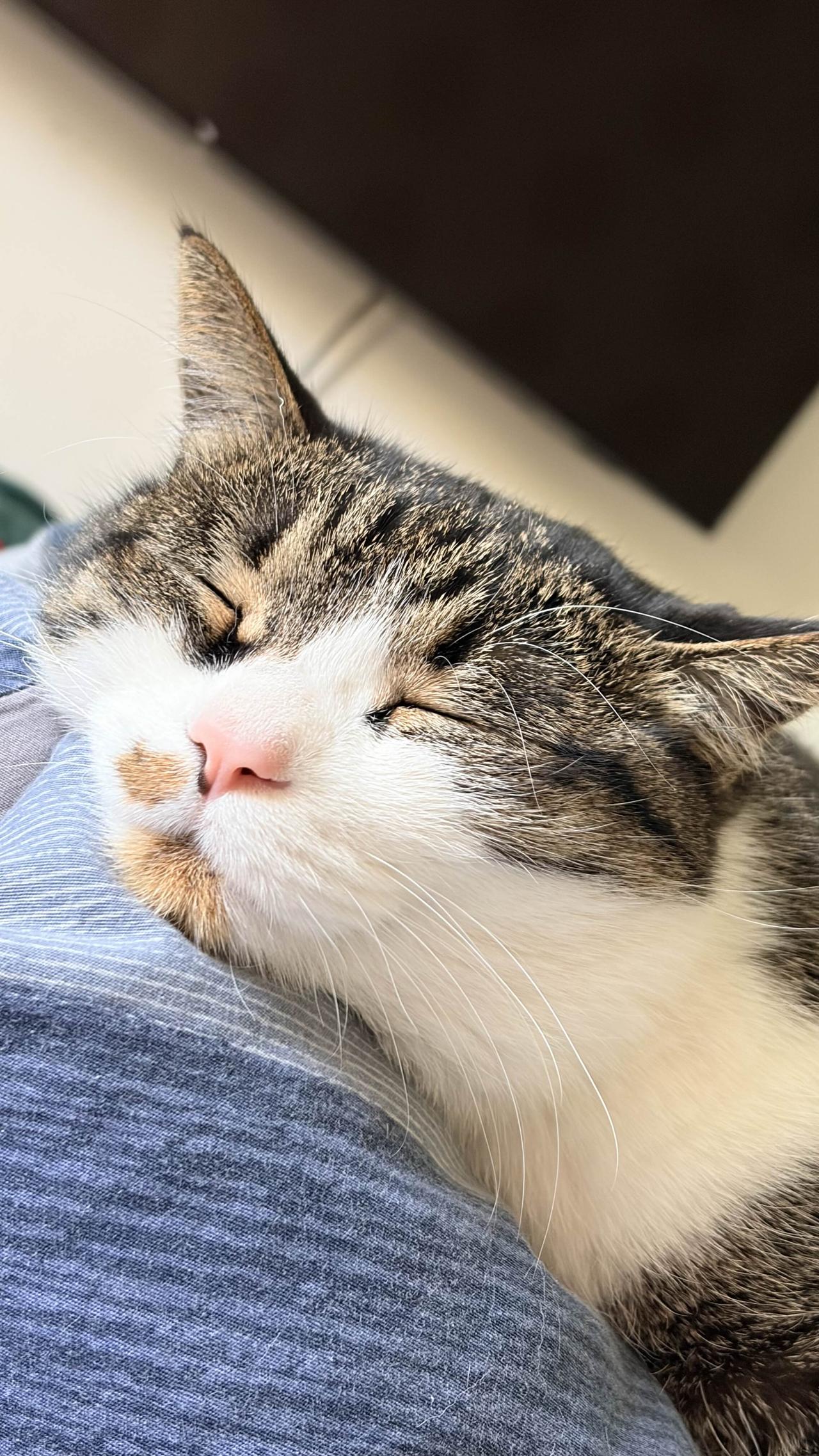 分享随手拍的小猫咪照片
