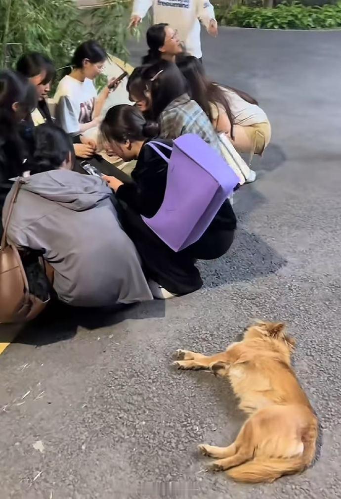 看似睡着了，实际上是没招了哈哈哈哈属于狗学长的时代落幕了​​​