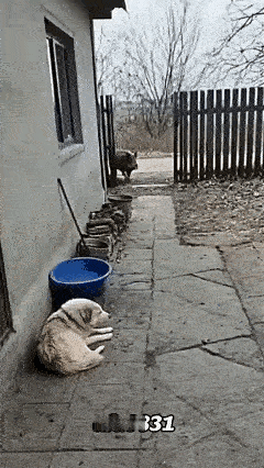 千万别嘲笑那只吓瘫的狗！猫咪吓跑野猪根本不是“勇敢”，而是刻在基因里的天敌压制！