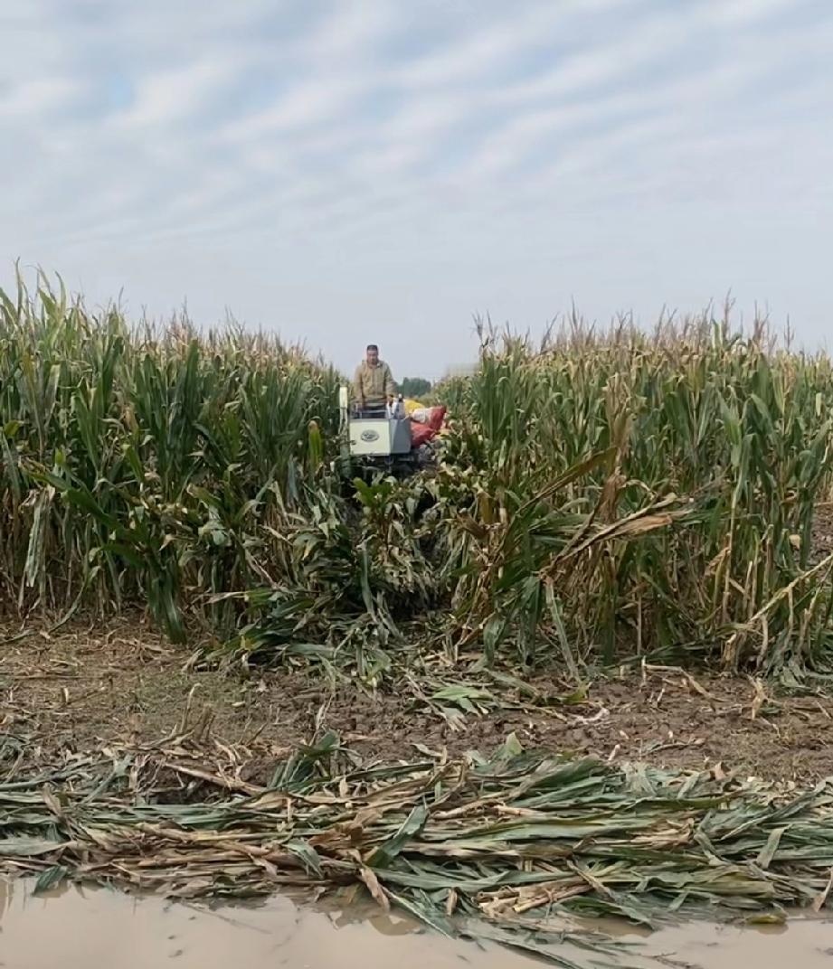 那个时候还没有实现机械化，农村的收种都要靠人工来收割，放春假就是为了割小麦，那个