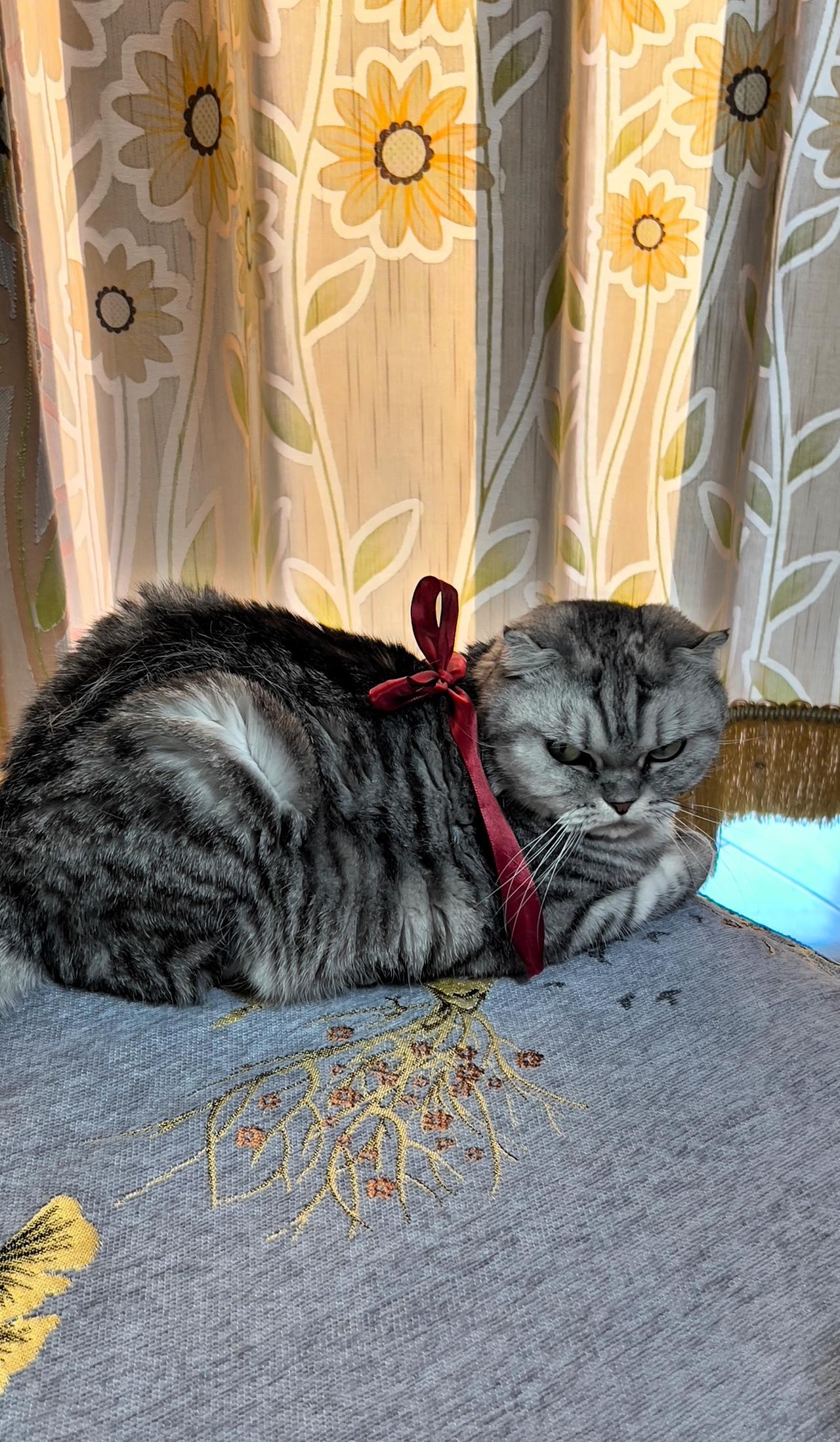 养猫的人都知道猫咪真的超级可爱！毛茸茸的身体，圆溜溜的眼睛，谁能拒绝得了，在家里