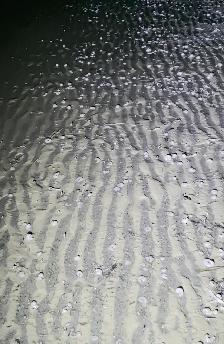 盛先生可是资深赶海人，11月28号晚上8点多去大连夏家河子赶海，退潮后