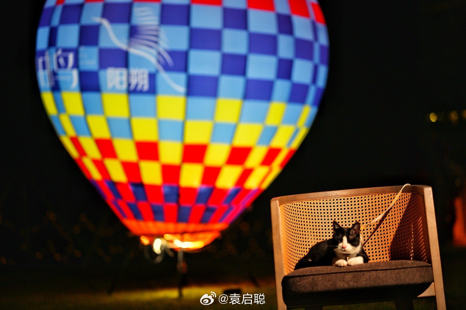 这是一只好型的猫​​​