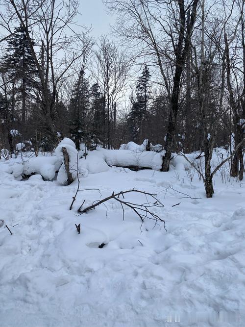 第一场雪礼赞入冬以来第一场雪！飘飘洒洒，远处的群山，眼前的房屋上，落净