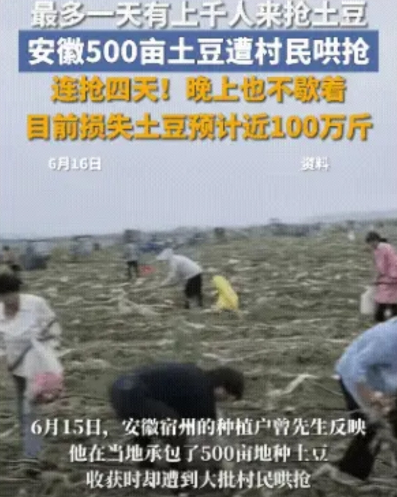 安徽宿州土豆种植户曾先生向警方报案，成自己种植的500亩土豆从6月10日开始，每