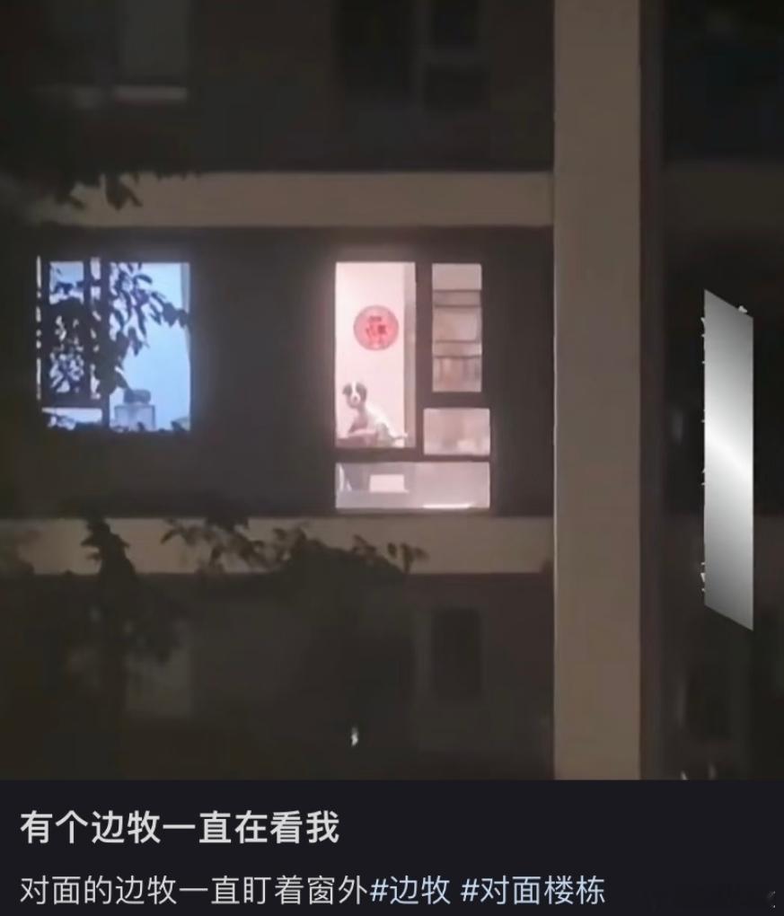 对面有个边牧一直在看我​​​