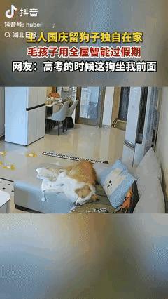 国庆节期间，四川成都发生了一件令人哭笑不得的事情。一女子出门时将自家的宠物狗独自
