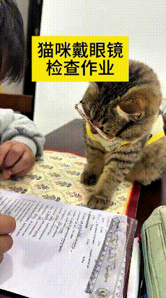 俺家这小猫也太会装了，戴上小眼镜乖乖趴书桌跟前，娃正老老实实写作业，它搁一旁认认