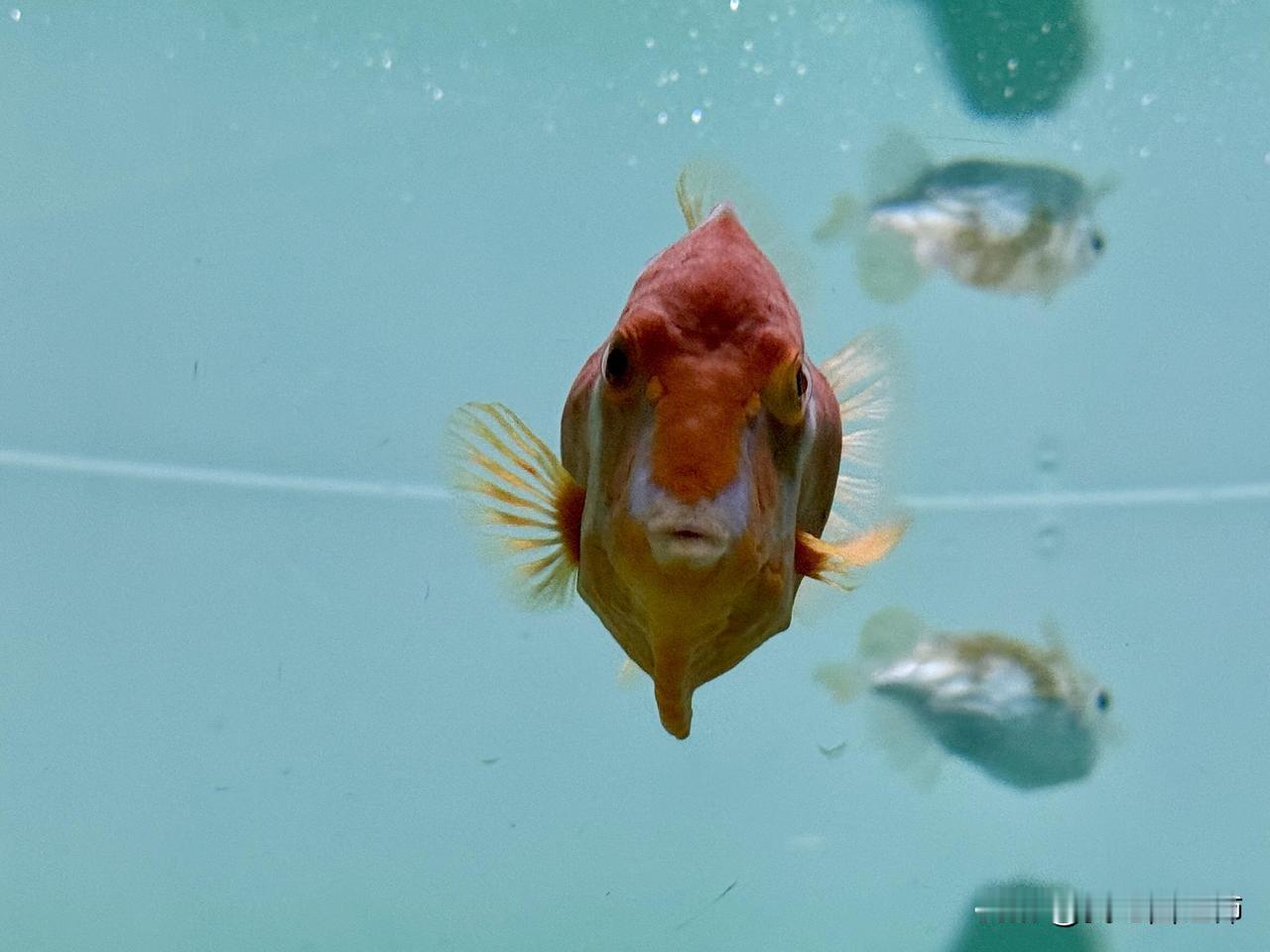 春节痛苦的大部分都是女孩子独生女的父母完全不相信独生子的家庭儿子说了算，也不