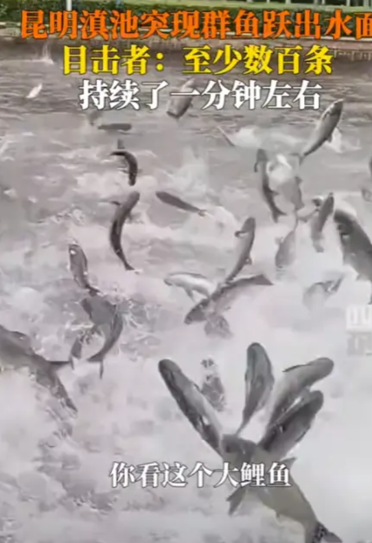 “这是好运要来临？”6月1日，云南昆明，一男子在河边散步，突然，数百条鲤鱼疯狂的
