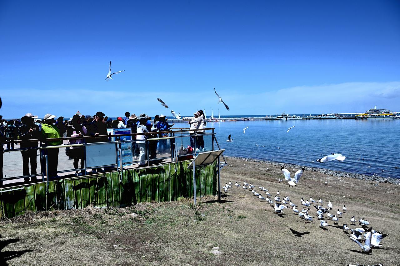 青海湖五月观鸥记五月的青海湖，缓缓褪去春日盛装，湖面漾起层层粼粼银波，正是观