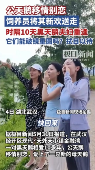 “万物皆有灵！”湖北武汉，一只公天鹅和一只母天鹅相爱10多年，谁料，公天鹅突然移