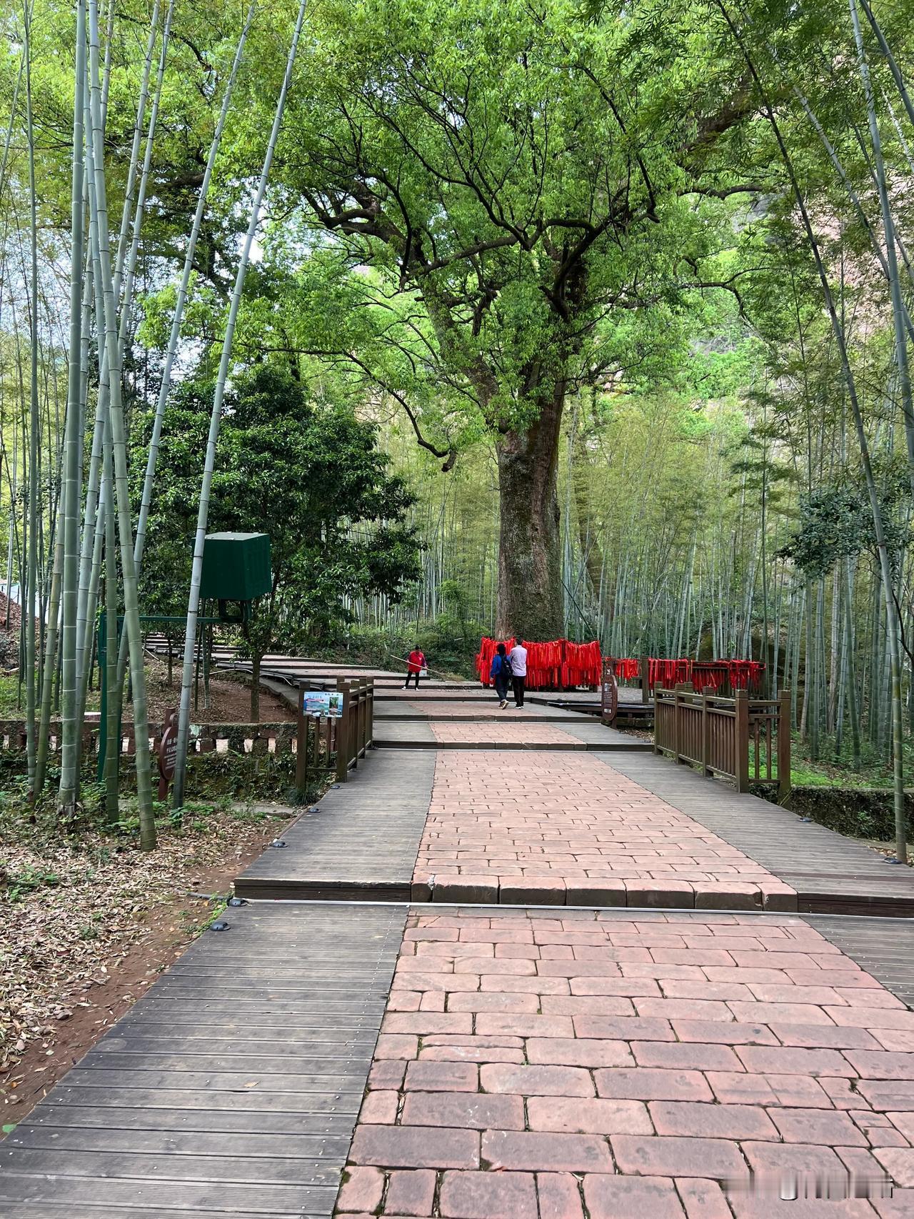弋阳龟峰景之五·1100多年的樟树龟峰景区有一棵古樟，树龄1100多年了（公