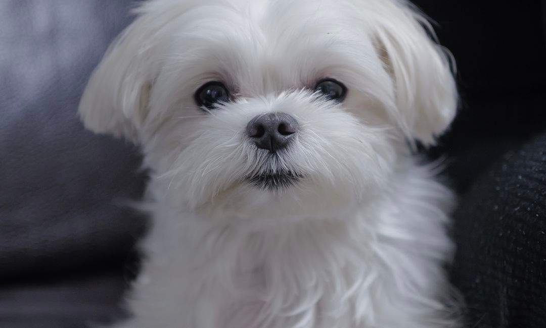 RIIZE成灿上传的与爱狗的照片