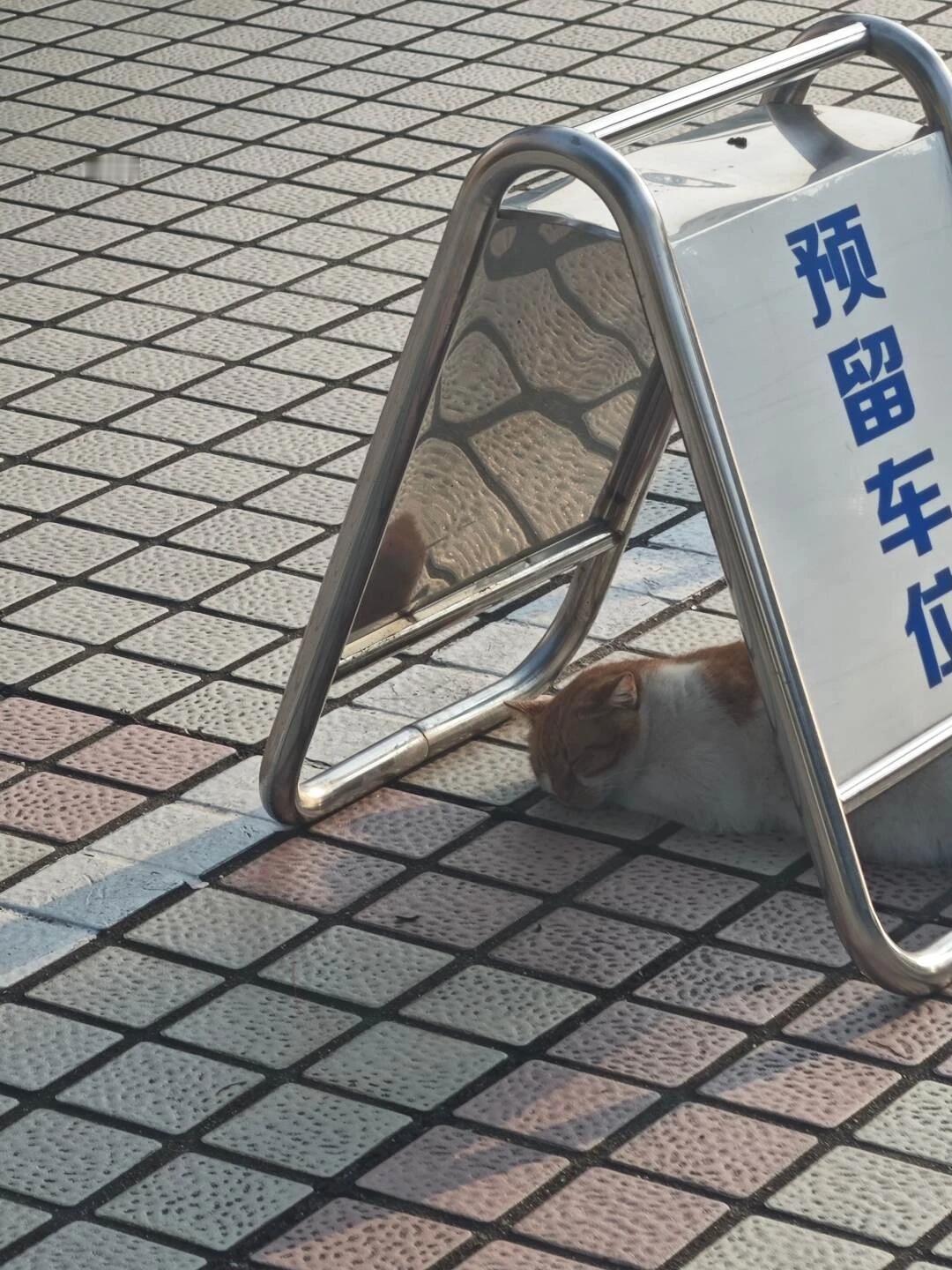 聪明小咪躲太阳的咪