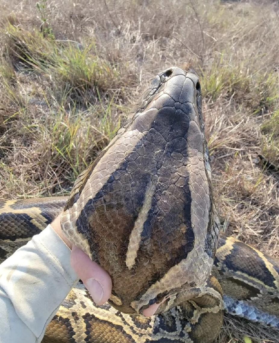 蛇王老李徒手按住一条四米多的大蟒，蛇头快赶上小脸盆，视频一出直接冲热搜。村民说