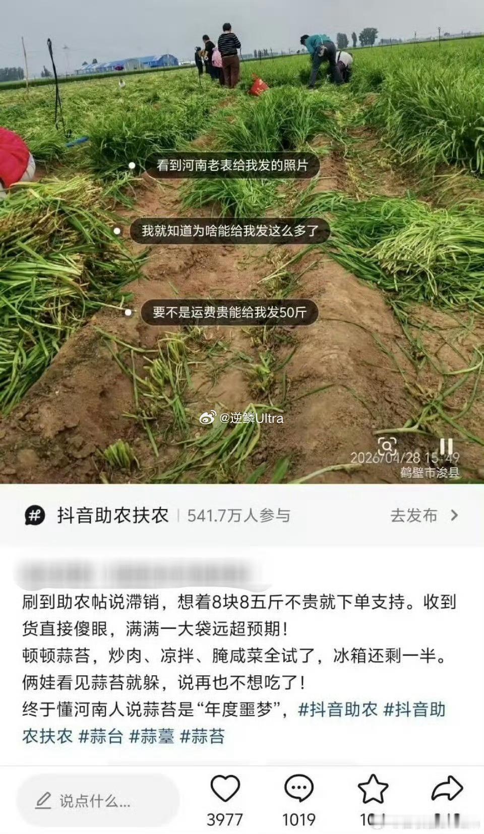 河南蒜苔再说原地址给你补五十斤直接蒜苔自由了吃都吃不完