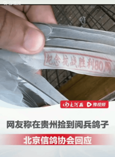 “贵州惊现阅兵鸽？”阅兵第二天，有网友发帖说，在贵州捡到一只鸽子，羽毛上印有“