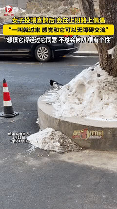 笑不活了！近日新疆，女子上班时发现有只喜鹊经常在公司附近飞舞觅食，女子就时不时的