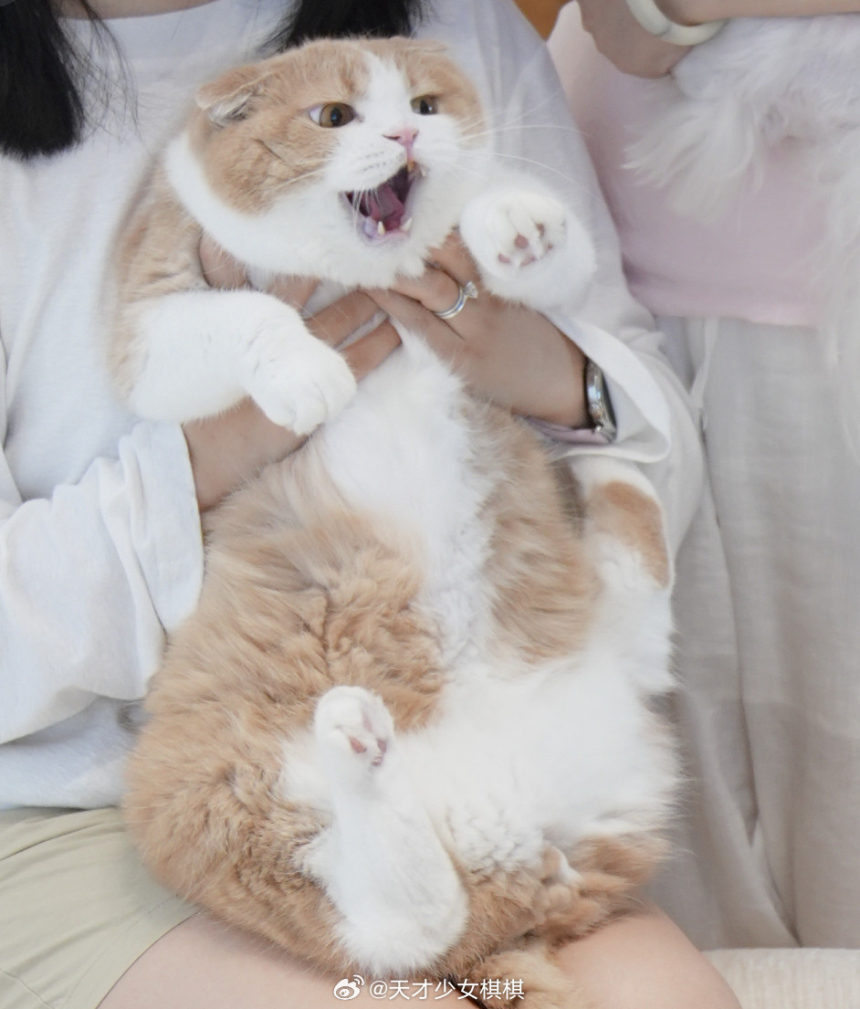 小猫约架带家长还打不过哈哈哈哈哈哈周末朋友带她的布偶猫来家里一起过生日我猫十