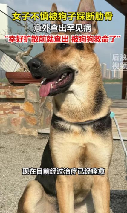 解释不清了！北京一只80斤的牧羊犬，突然跳主人身上，把她踩骨折了，谁料到医院一看