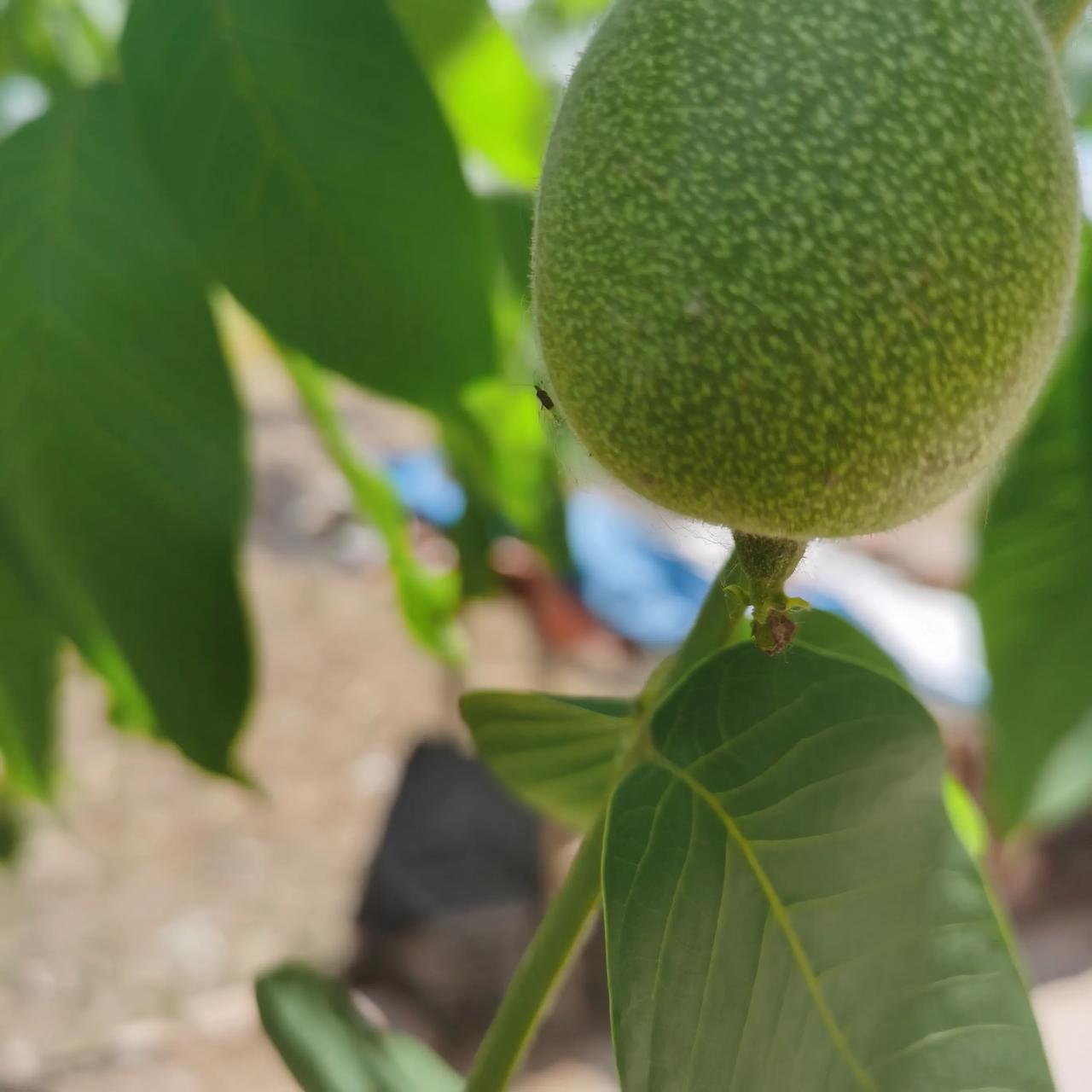 看看这个神器的补脑果实，这么热的天气已经在成长了