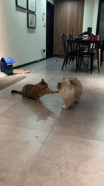 你瞅瞅这花猫，对着布偶猫伸手比划，一副要干架的嚣张架势！结果人家布偶猫压根不惯着