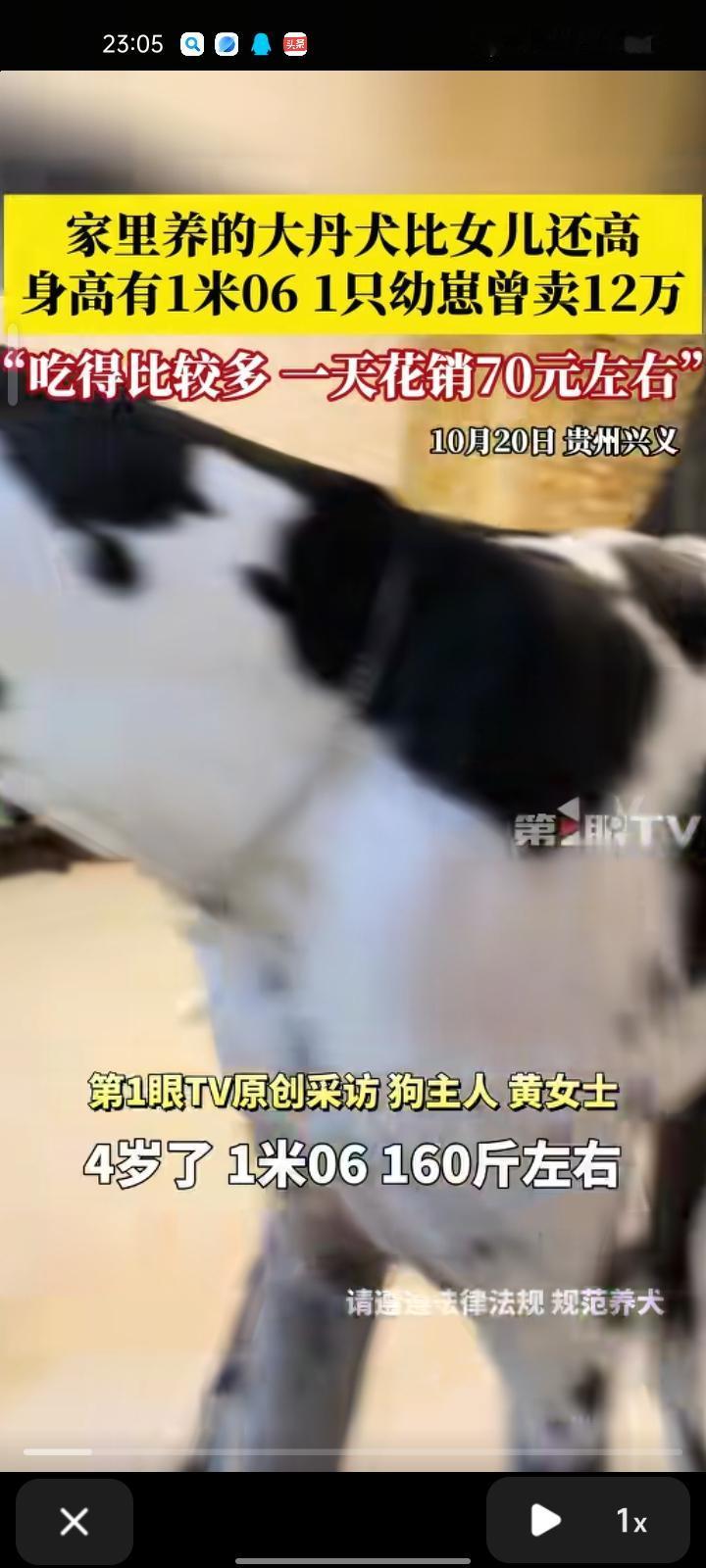 10月17日，黔西南州兴义市。孩子妈妈发视频称，家养的大丹犬比自己的女儿还高，身