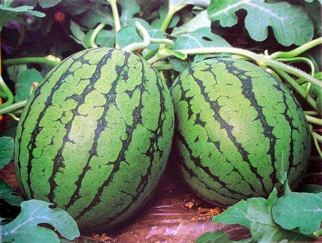 水果滞销严重, 种植户你有没有想过原因?
