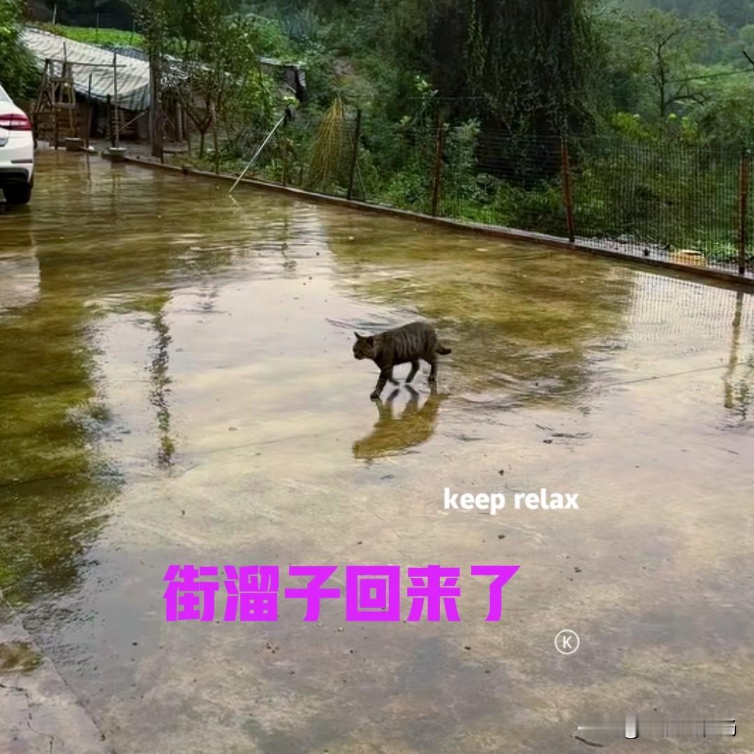 我家的狸花猫，养了五六年了。由于从小就是散养，从来没有拴过它。到现在好了，每天都
