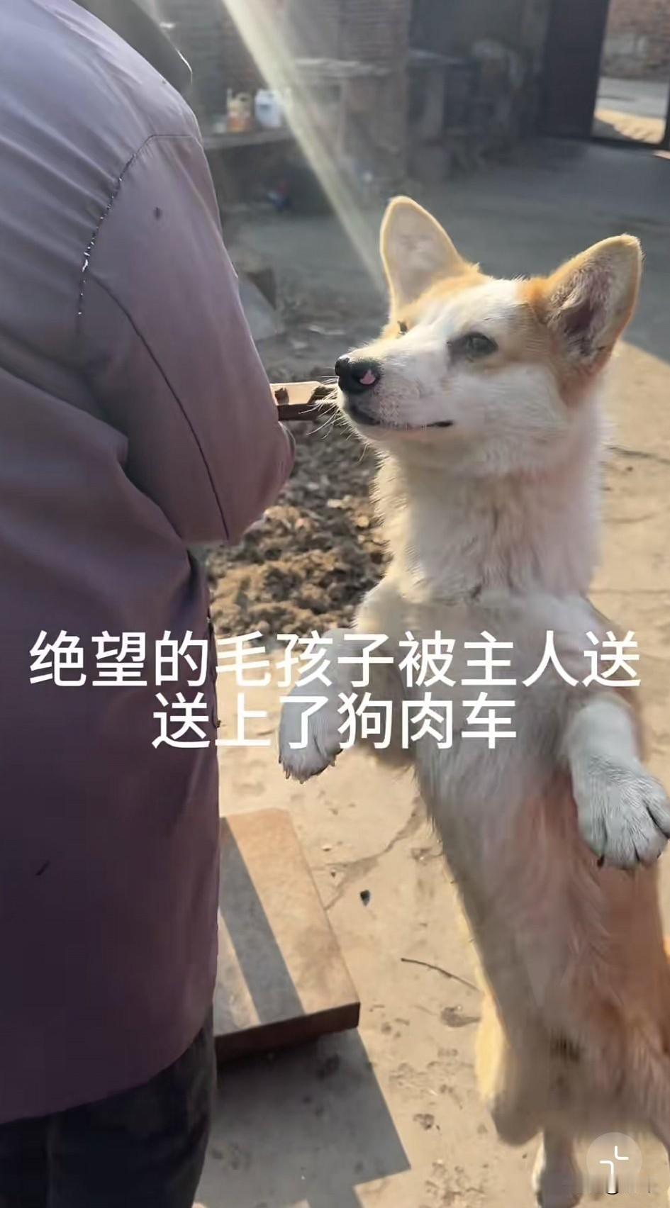 太可怜了！这天一位阿姨去村口的集市买东西，结果走到那里的时候，看到非常凄惨的一幕