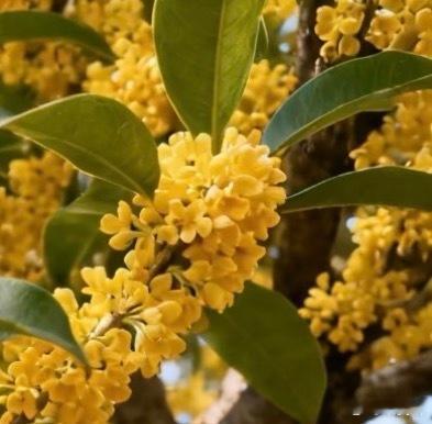 桂花的种植方法一、选择时间：在种植桂花之前，有必要知道最合适的时间，春天更适合