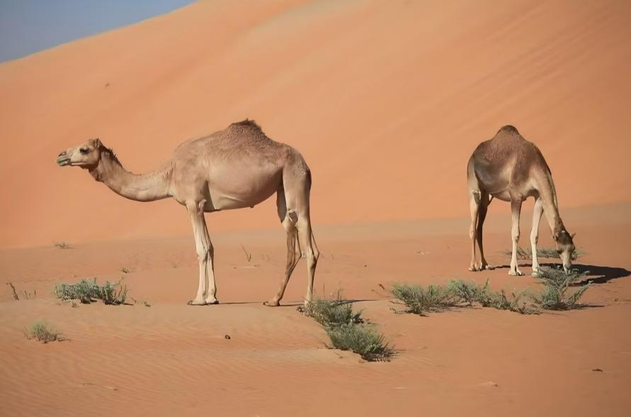 中东14个美军基地遭打击，日本、韩国看了作何感想？战争仅过去十几个小时，驻扎