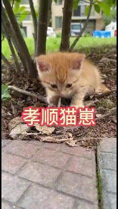 破防！小野猫啃树皮充饥，却把肉包拼命叼给妈妈，结局看哭全网巷口的老槐树下，
