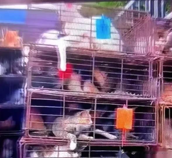 现在一些所谓的爱心人士四处寻找流浪猫，美其名曰带回去收养，其实是带回去抽血。一只