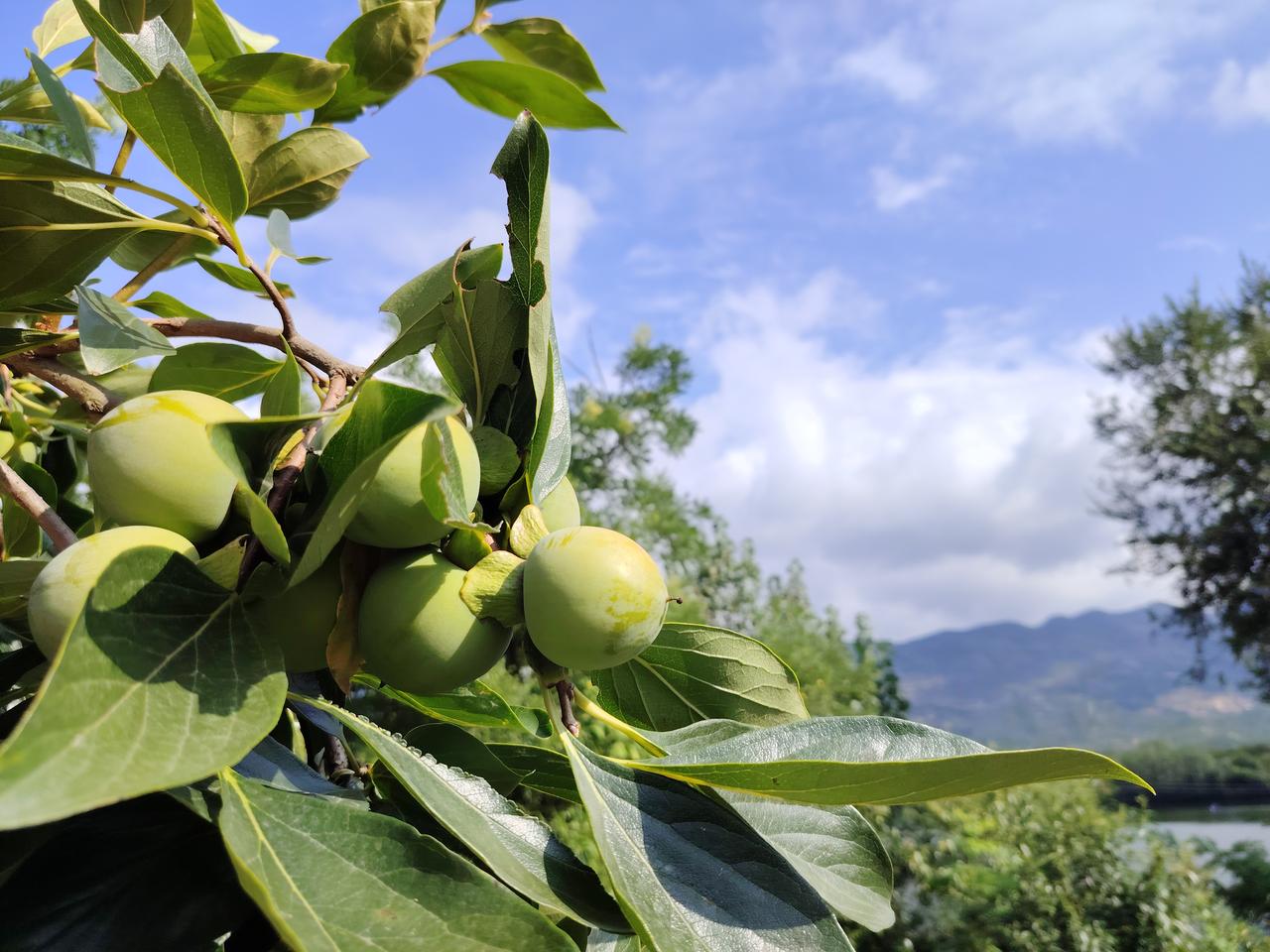 树上的柿子🍅快要成熟啦！乡间柿子柿子的美景高枝上的柿子秋日里的柿子红