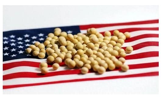 美国大豆为什么非要卖给中国?其实,站在美国的角度,三年不卖给中国大豆,扩大国内内