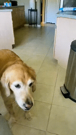 但凡有一个失误，这狗粮不就进嘴巴里面去了吗？