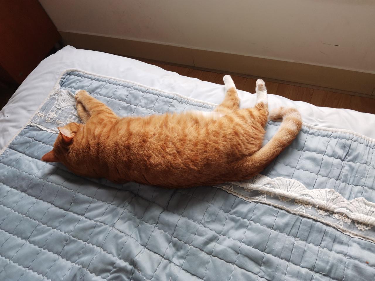 不黄吃饱了饭，除了睡就是睡还是睡。贪吃贪睡的不黄越来越肥，始终是一只大肥猫。橘