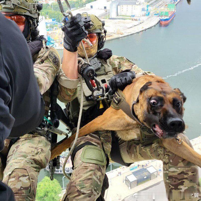 波兰警察SWAT直升机索降，警犬一脸的不情愿​​​