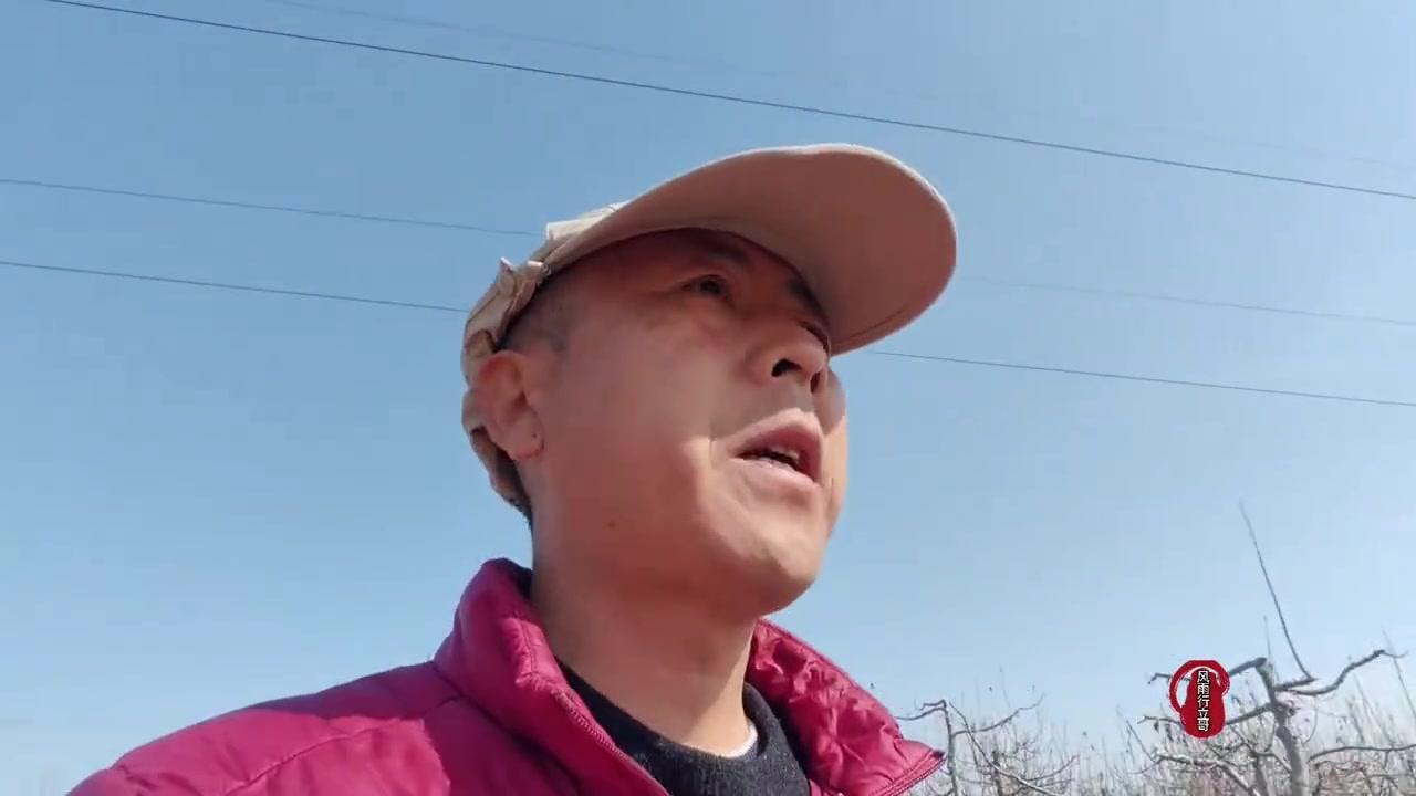 三年以下的大樱桃树修剪有几个关键方法：1️⃣短截：截取枝条促进新枝生长，保持树