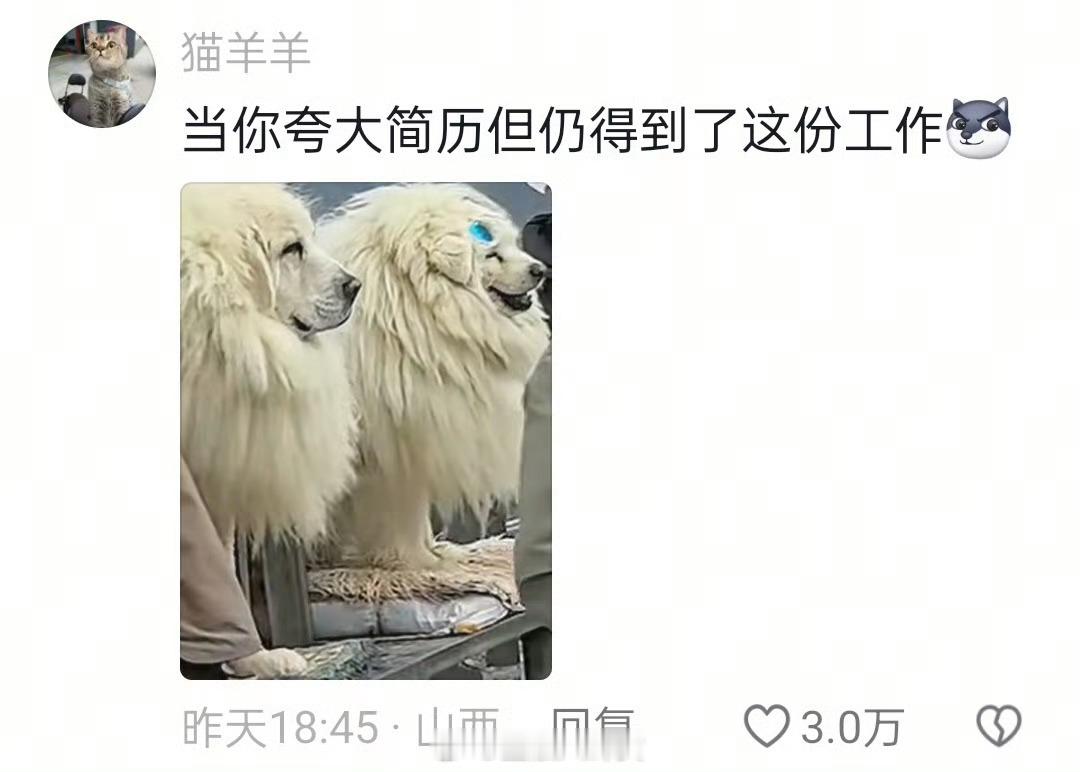 景区用拉布拉多假装藏獒我找工作⬇️​​​