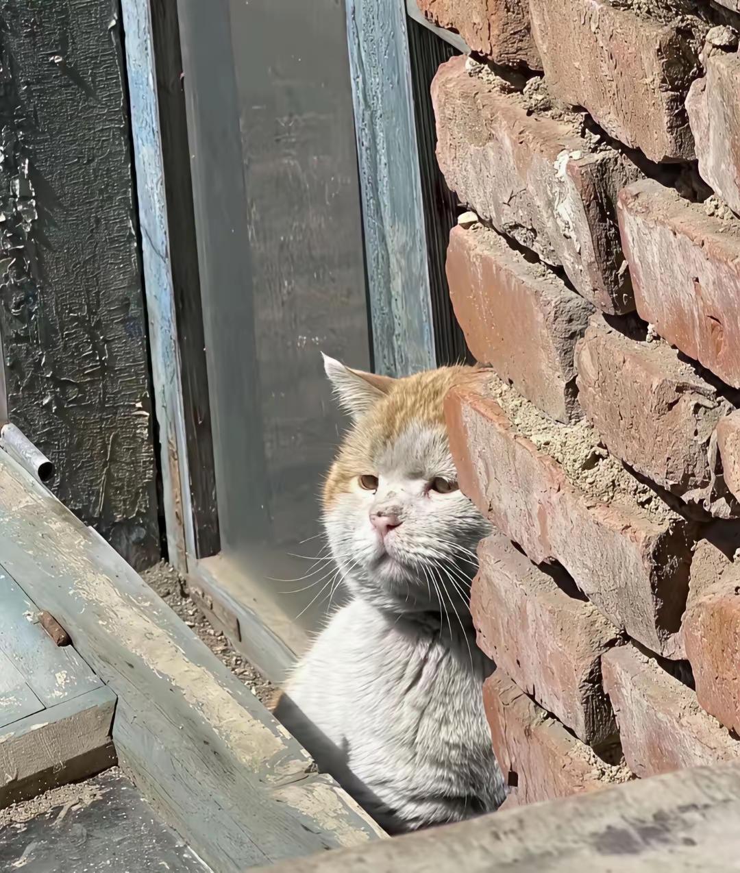 全网最励志的干饭猫，竟也藏着心事。它虽胖嘟嘟的，可瞧那杂乱又脏兮兮的毛发，显然