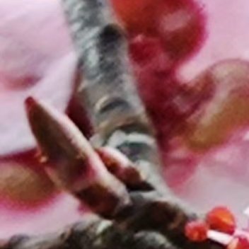 桃花种植条件如下：1. 土壤：排水良好、肥沃疏松、富含腐殖质的中性或微酸性土。