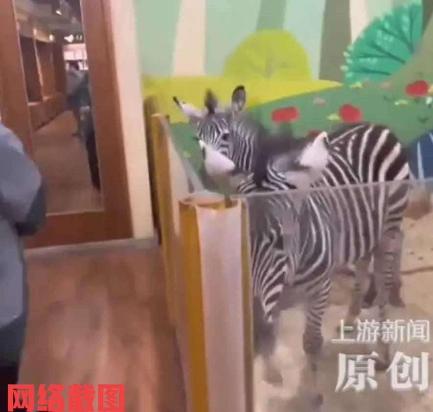 广东有女子在长隆动物园内游玩，不巧碰到动物园下班，眼前的一幕让女子乐不可支。