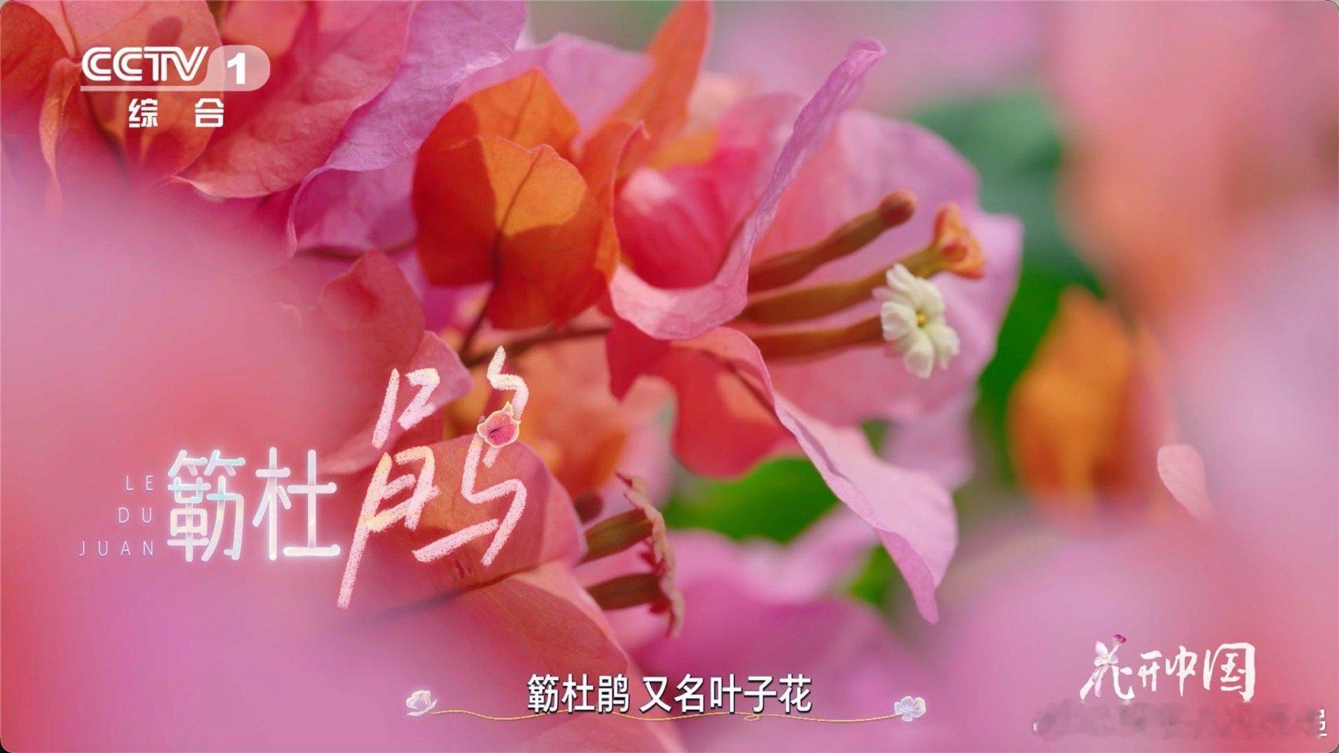 以为是花其实是五颜六色的叶子从刺里开出的花三角梅的花语大概就是“热情”吧！它总