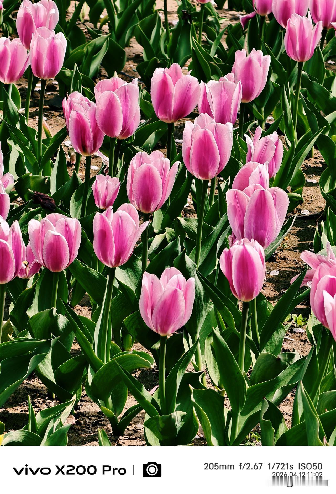 四月的北京，鲜花盛开的季节，迎春花、山桃花、玉兰花、西府海棠花等陆续开放。“郁金